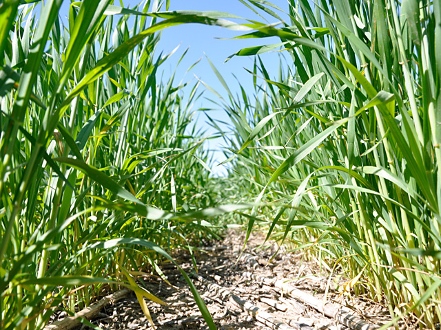 Wheat in the Great Plains has a long way to go until harvest, with threats like late frosts, weed pressure, and drought lying in wait. (DTN photo by Katie Micik)